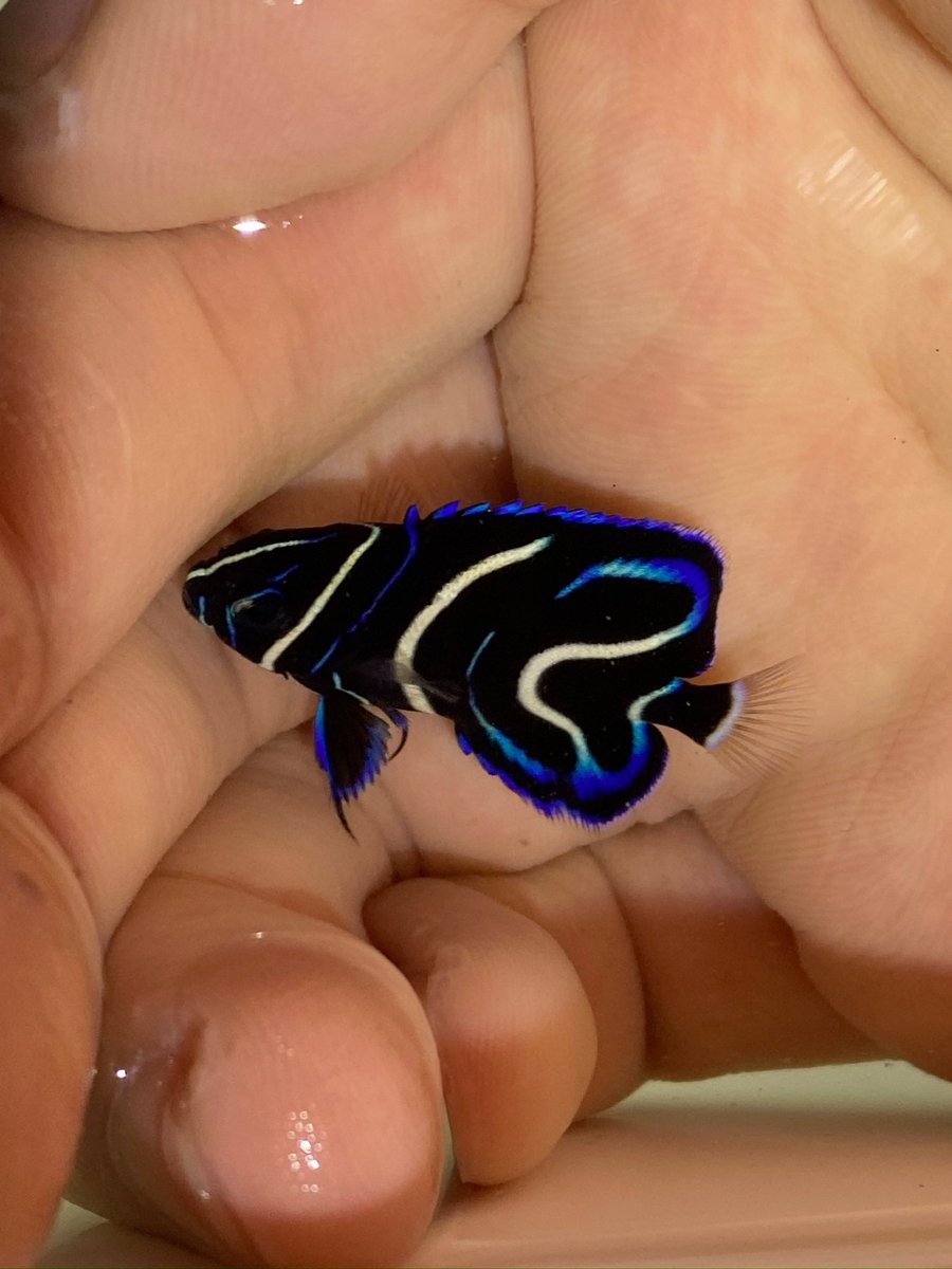 suiouken's tweet photo. 水応研の活動の一つに、潜って網を持ち魚を捕まえる「素潜り採取」があります！
　
素潜り採取では魚を捕まえるだけでなく、海の中でどんな環境にどんな生き物が暮らしているのかを自分の目で直接観察できます。実際に海へ入ることで、生き物の生態や環境との関わりをより深く学ぶことができます！ https://t.co/Q2Zx728gPn