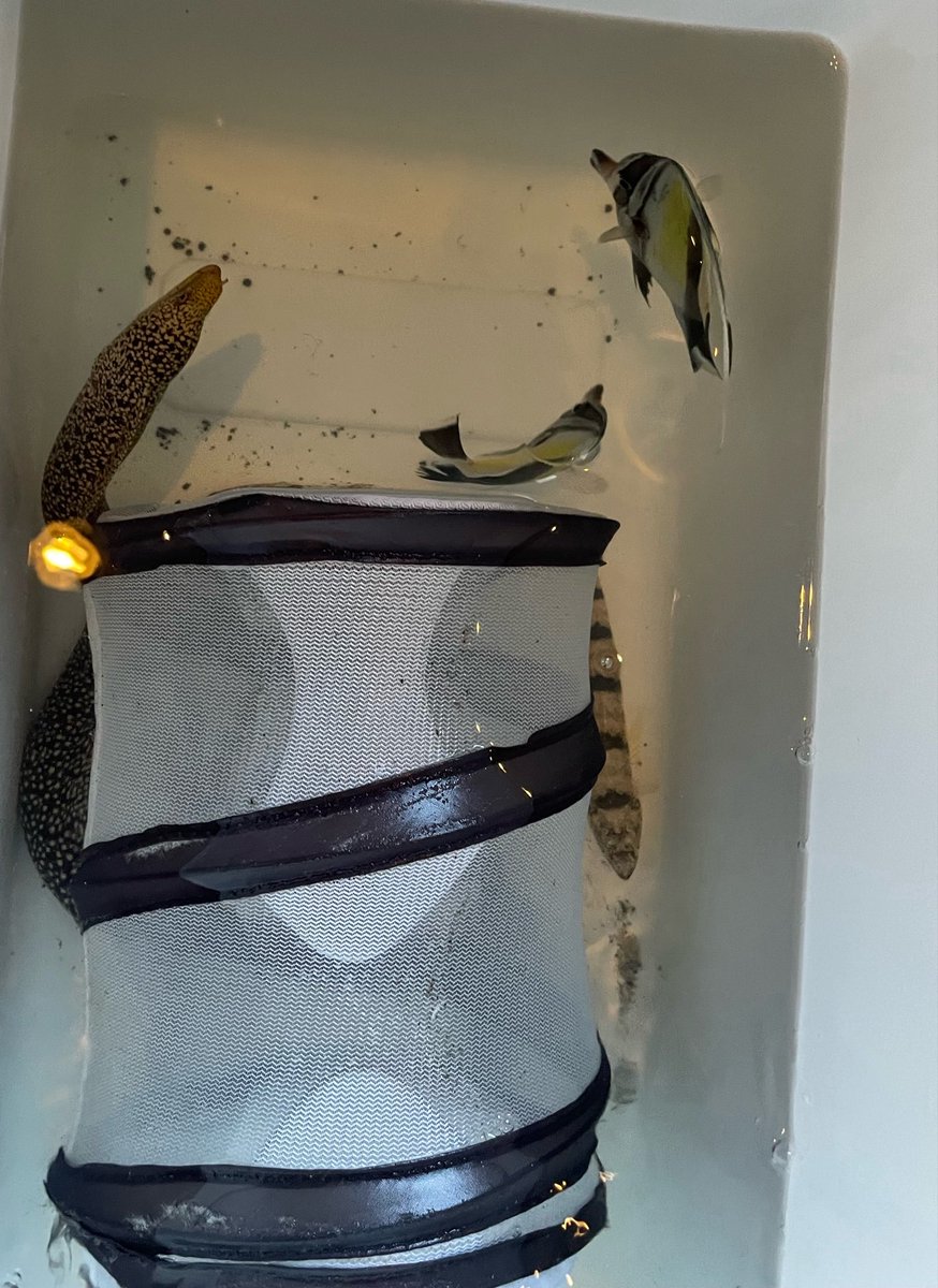 suiouken's tweet photo. 水応研の活動の一つに、潜って網を持ち魚を捕まえる「素潜り採取」があります！
　
素潜り採取では魚を捕まえるだけでなく、海の中でどんな環境にどんな生き物が暮らしているのかを自分の目で直接観察できます。実際に海へ入ることで、生き物の生態や環境との関わりをより深く学ぶことができます！ https://t.co/Q2Zx728gPn