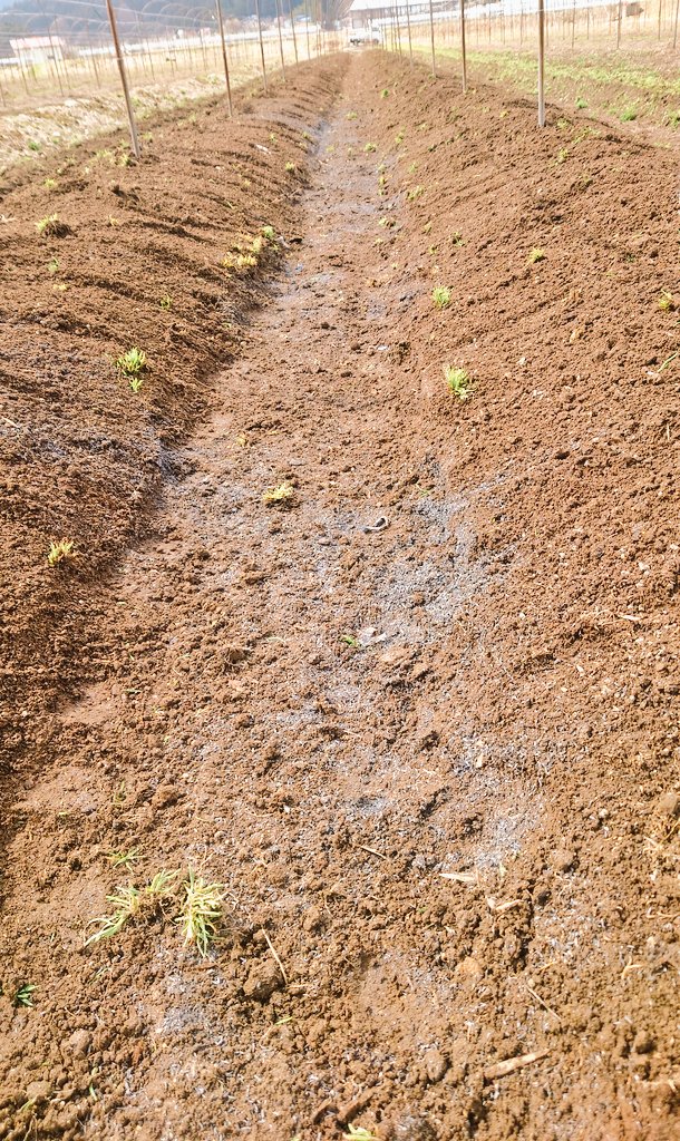 山形の露地アスパラの畝を整え中　　やっと２畝おわりー！
あと２３畝😓　気が遠くなりそう

もうすでに頭を出し始めてるアスパラもあるので急げー！　誰か〜

#山形産アスパラ