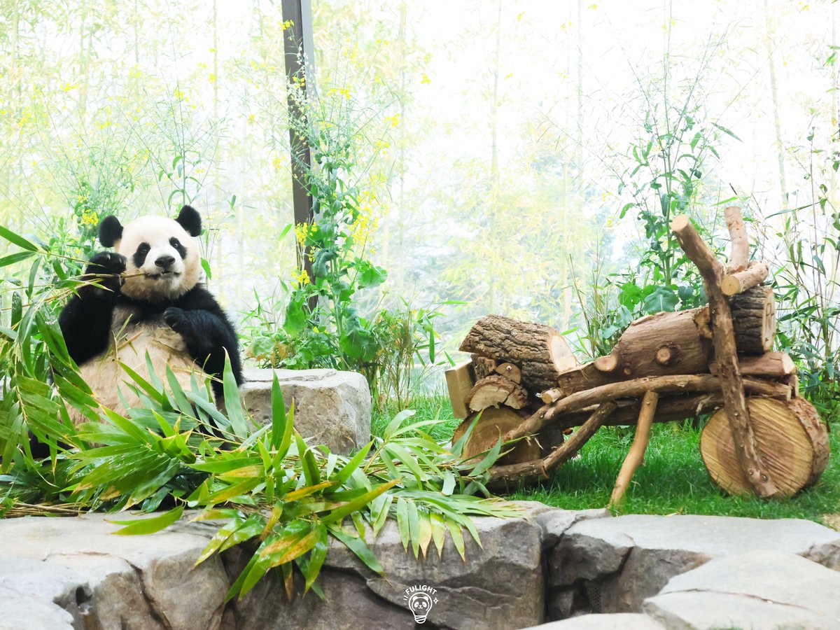 FULIGHT.BAO tweet media