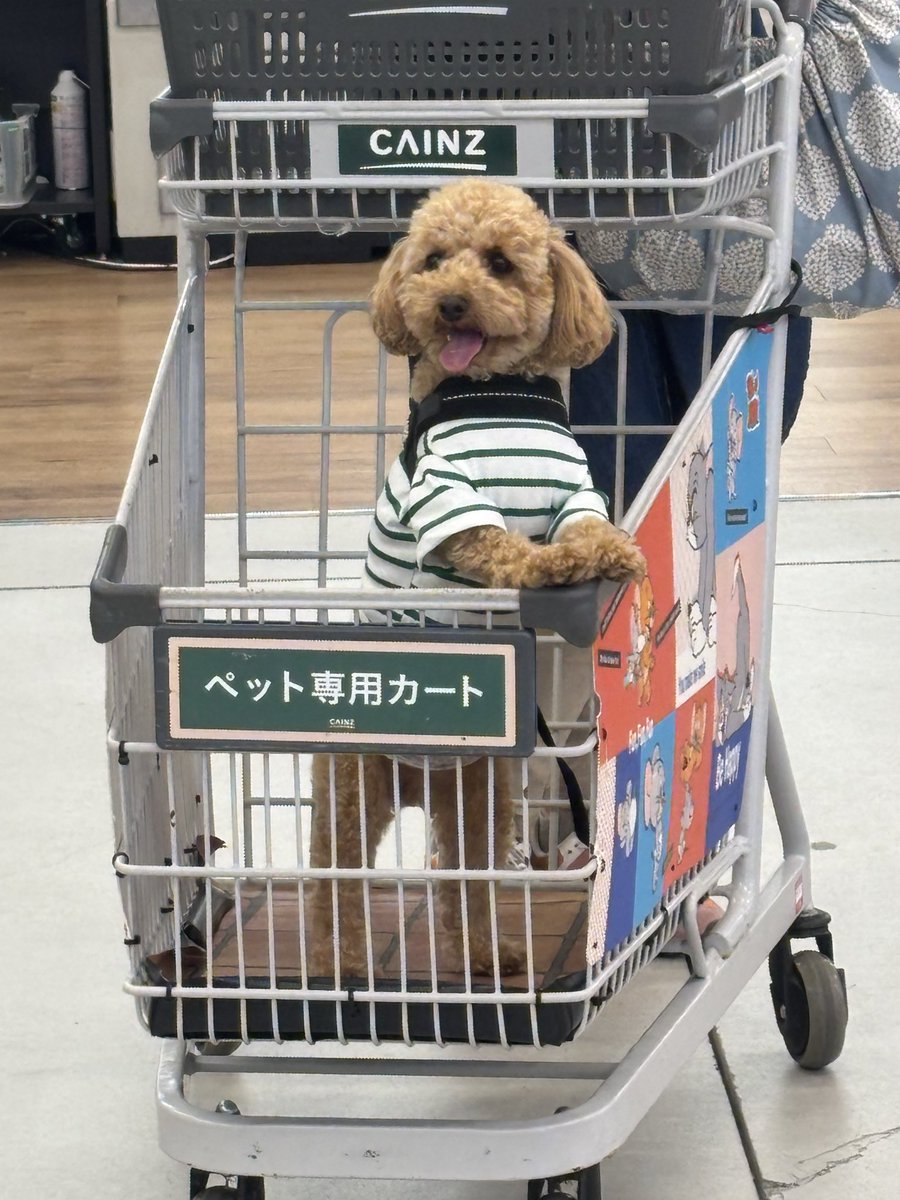 えまる tweet media