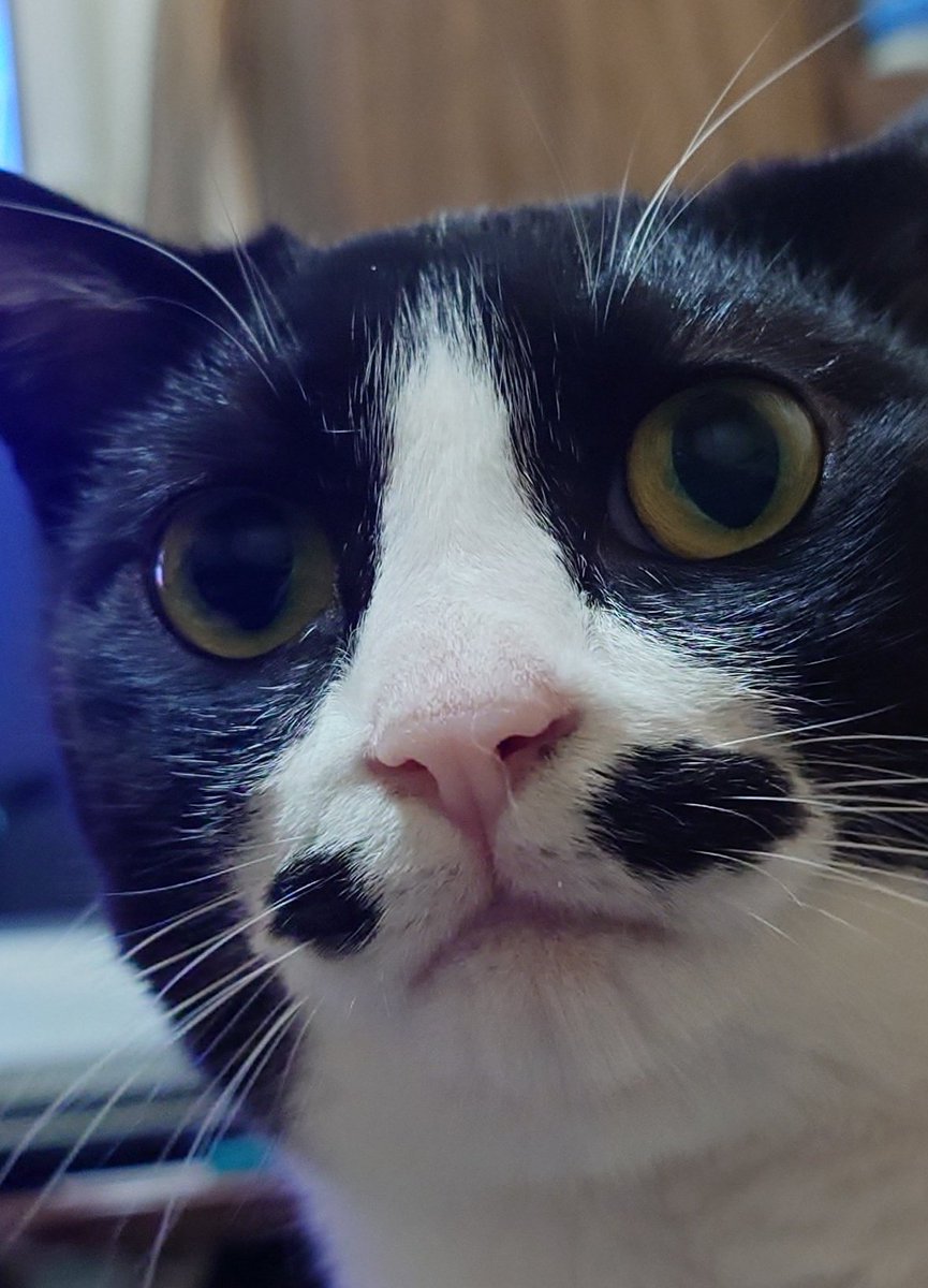 ●chat noir● tweet media