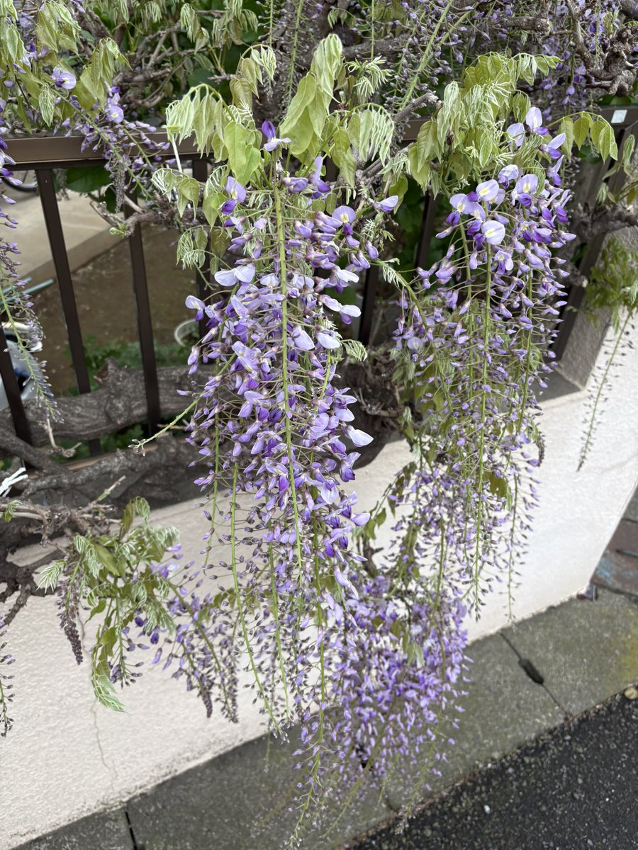 猫之介 tweet media