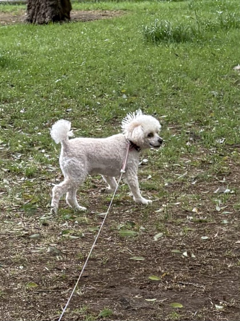 猫之介 tweet media