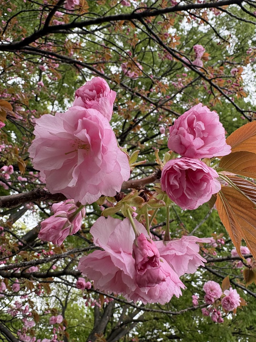 猫之介 tweet media