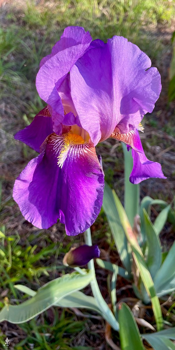 SoFlo @ TriplePineAcres tweet media