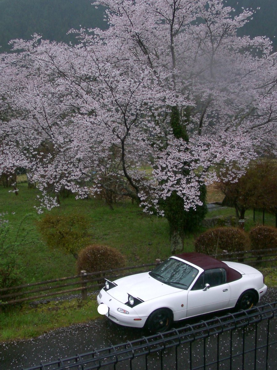 tempachiNA's tweet photo. 今年のさくらとしげる🌸 https://t.co/SD1P5MckHC