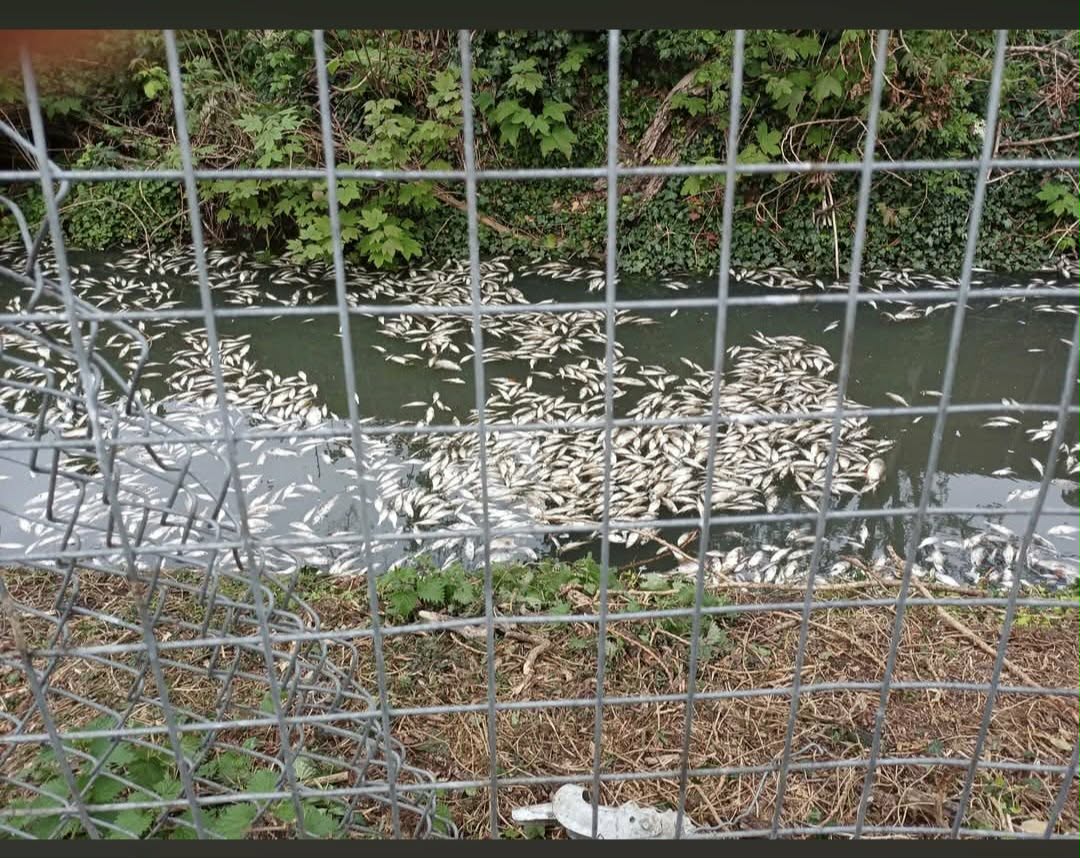 Shaun Ferguson 🇿🇦🇬🇧🏴󠁧󠁢󠁳󠁣󠁴󠁿 tweet media