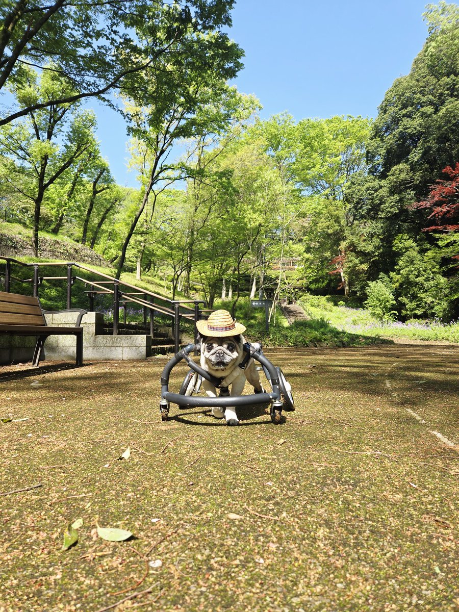 ぴーたん tweet media