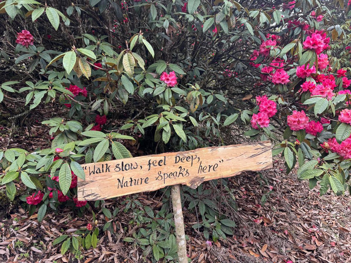 PemaKhanduBJP's tweet photo. Amid vibrant rhododendrons, simple messages along the trail invite you to pause, reflect, and reconnect. 

📍Rhododendron Park, Khrimu, Tawang https://t.co/OvDkQ7SQnd