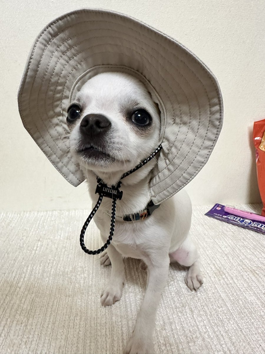 どんねー tweet media