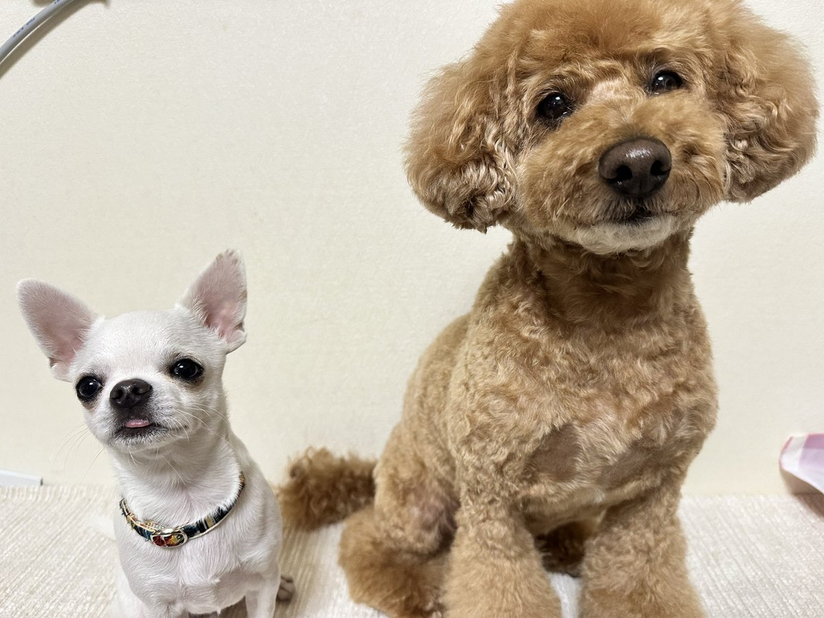 どんねー tweet media