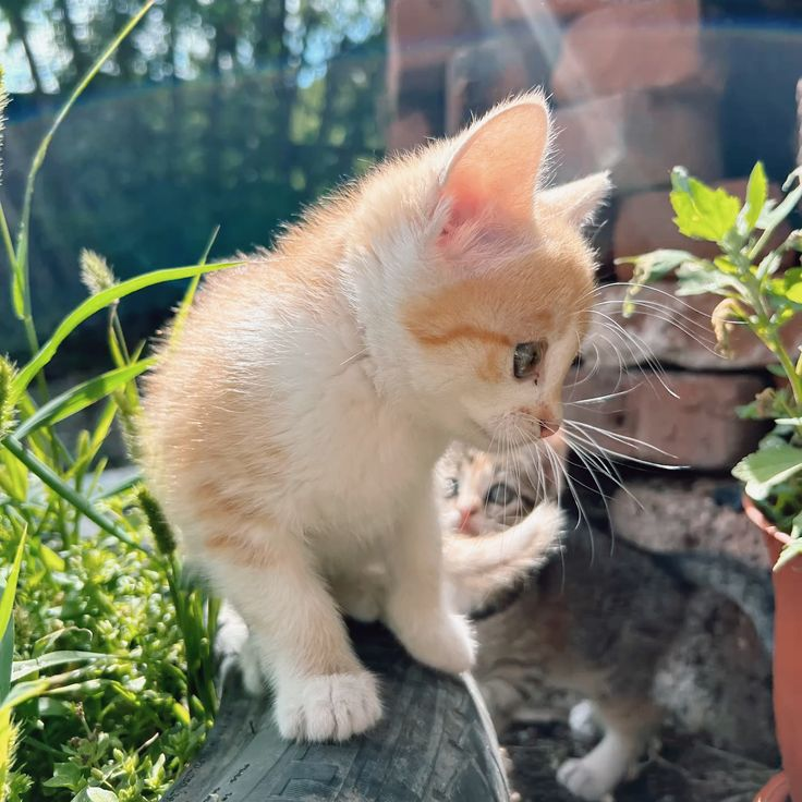 (๑ᵔ⤙ᵔ๑)☁️ tweet media