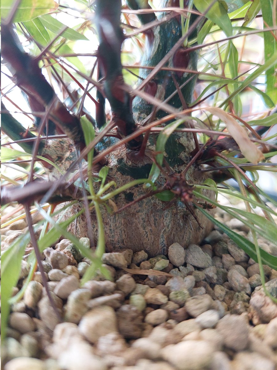 すれっしー tweet media