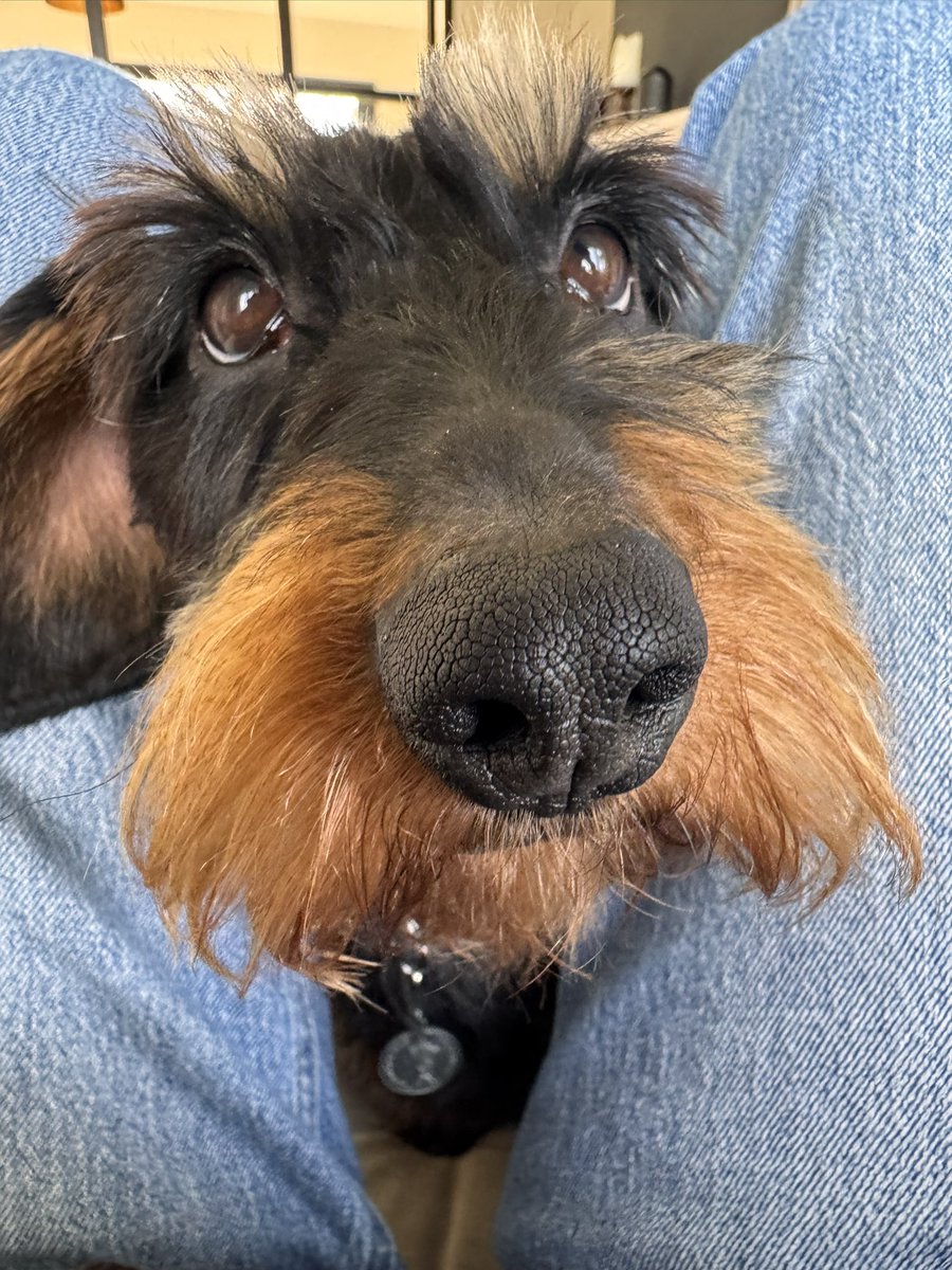IsabellaDaxie's tweet image. Kissing booth

50 pence a kiss 💋 

🐾🐾🫶💕💖 #kisses #Forsale #dogsofX