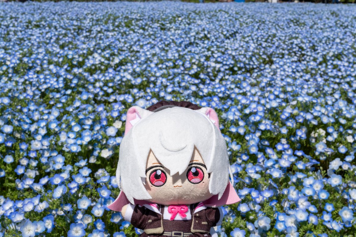 黒い森 tweet media