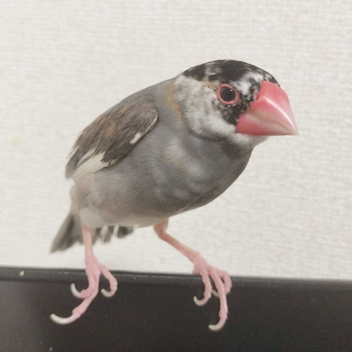 birdwatcherYT tweet media