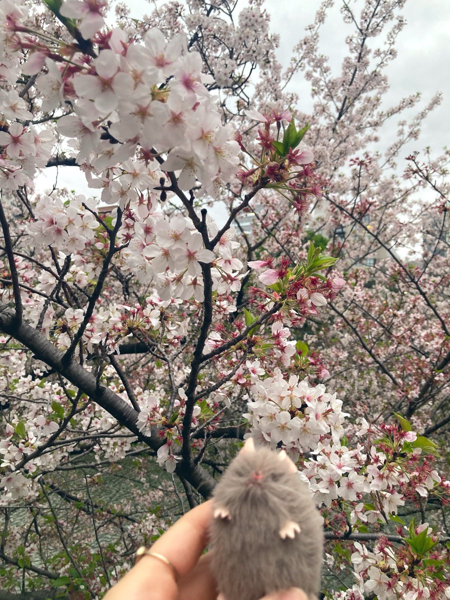 エリル tweet media