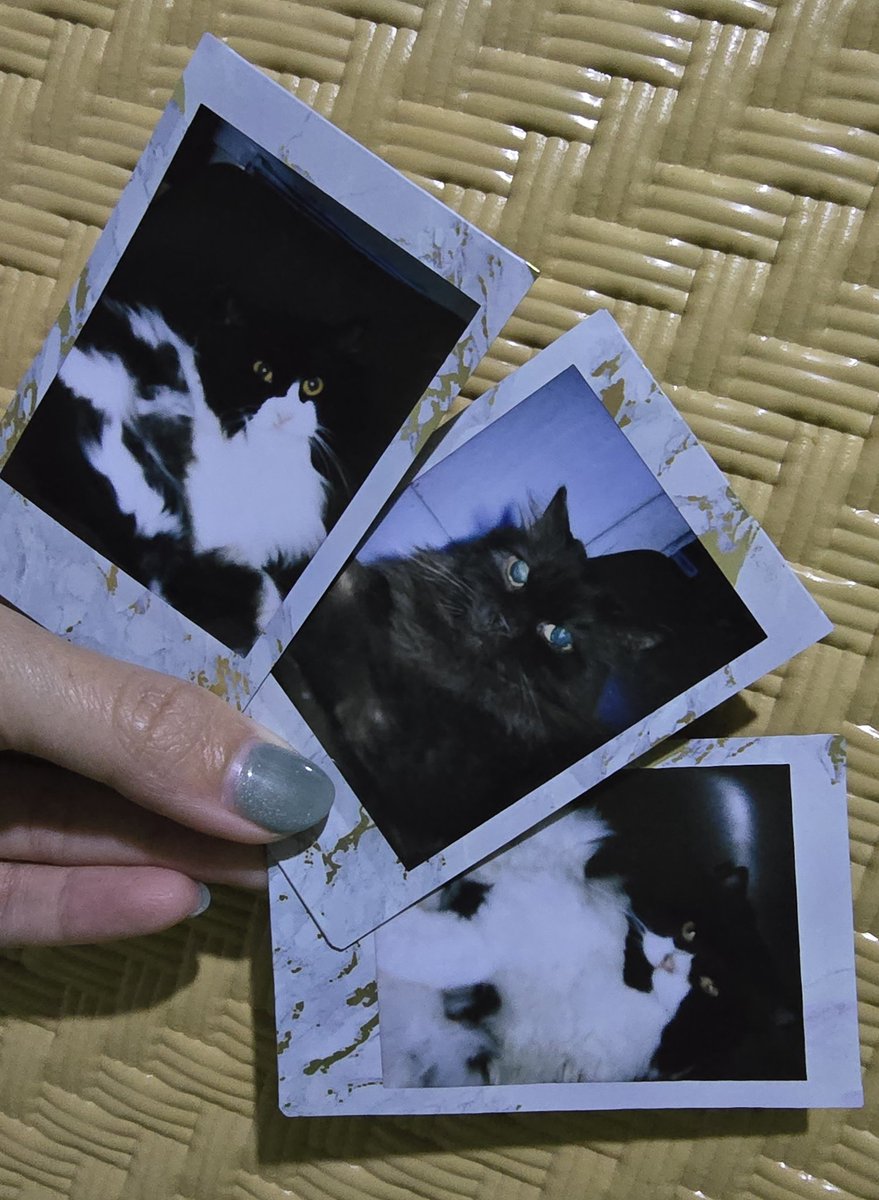 takoyakithecat's tweet photo. my 3 and only🤎🤍💙 https://t.co/SONsA9ShEm