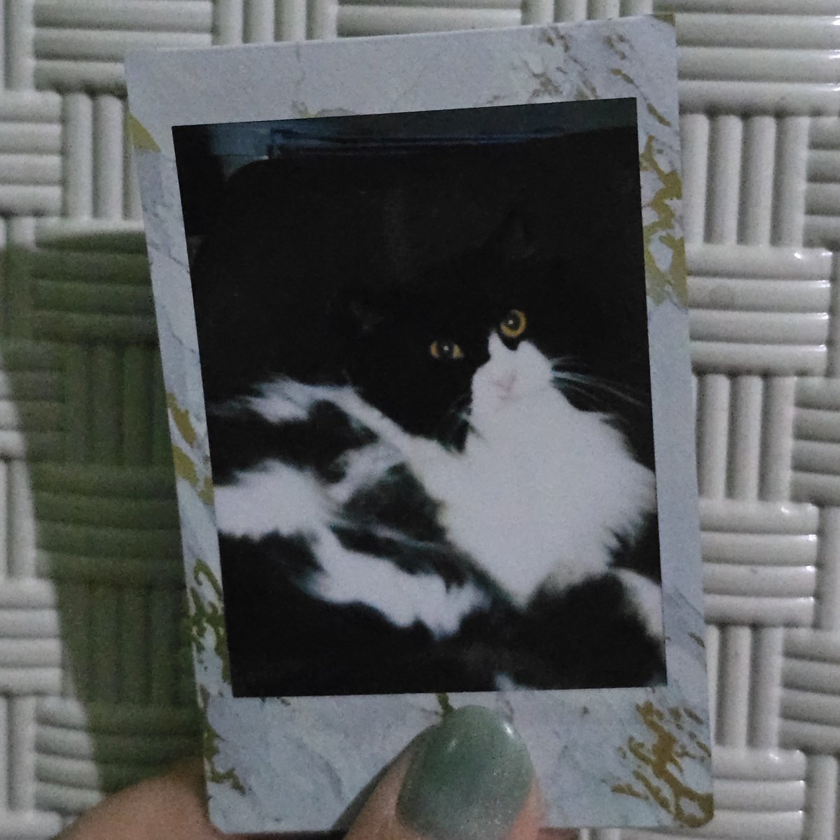 takoyakithecat's tweet photo. my 3 and only🤎🤍💙 https://t.co/SONsA9ShEm