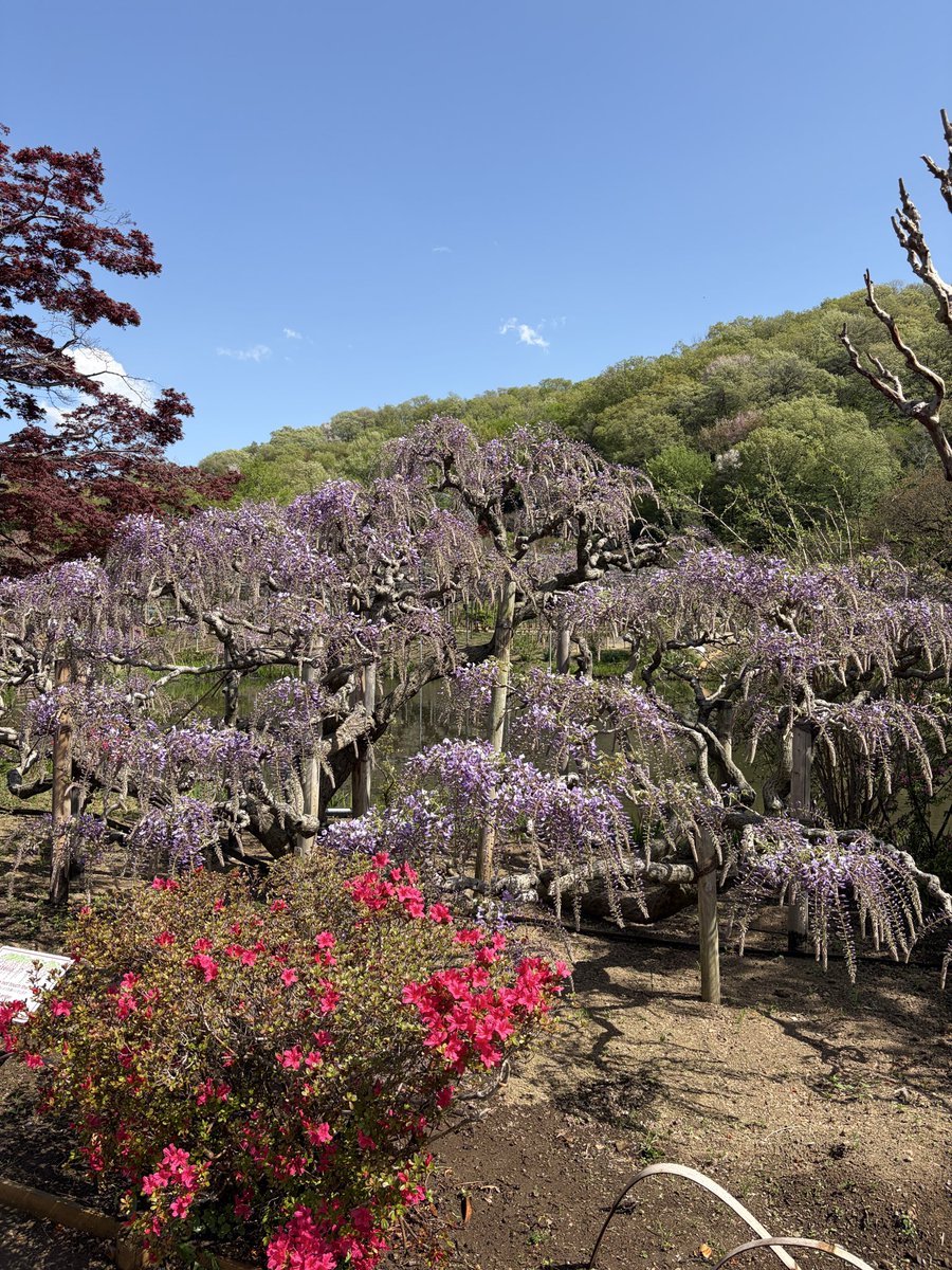 ちょこみんと tweet media