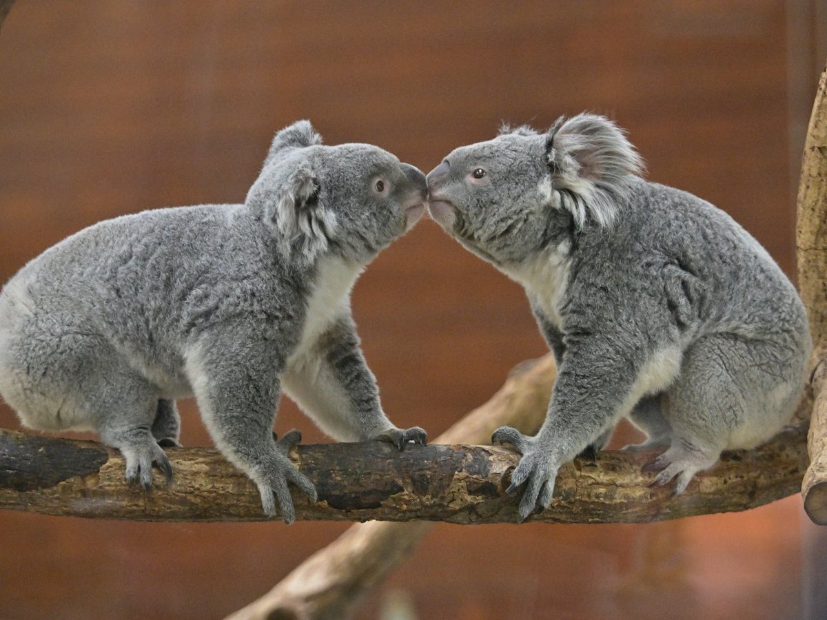 都築英哲 tweet media