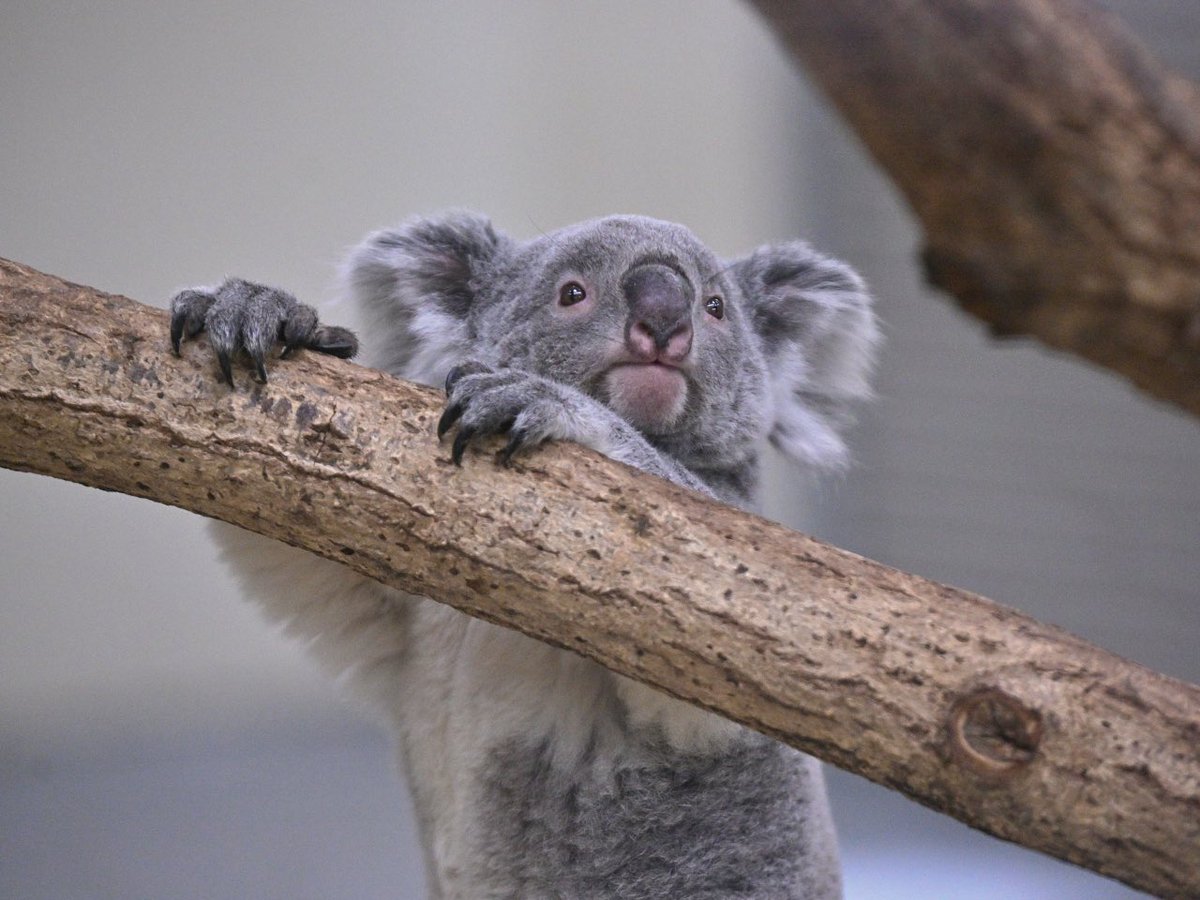 都築英哲 tweet media