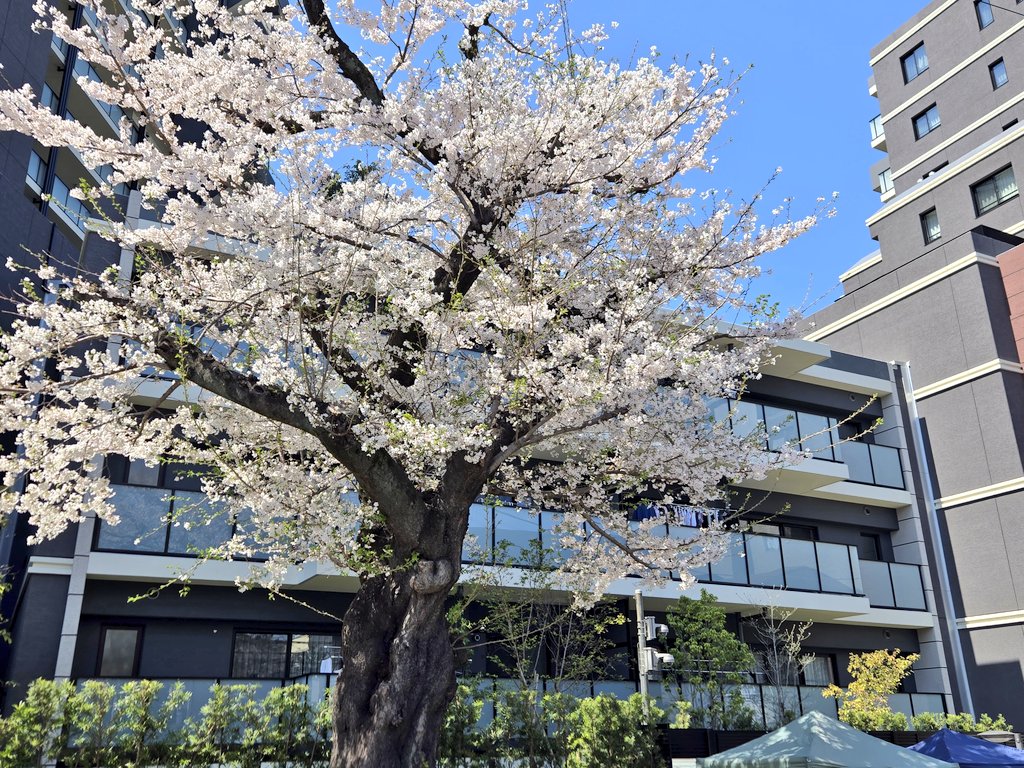 sa_mo187's tweet photo. 今年も見事なソメイヨシノだった然も https://t.co/bwEWaVL2Hy