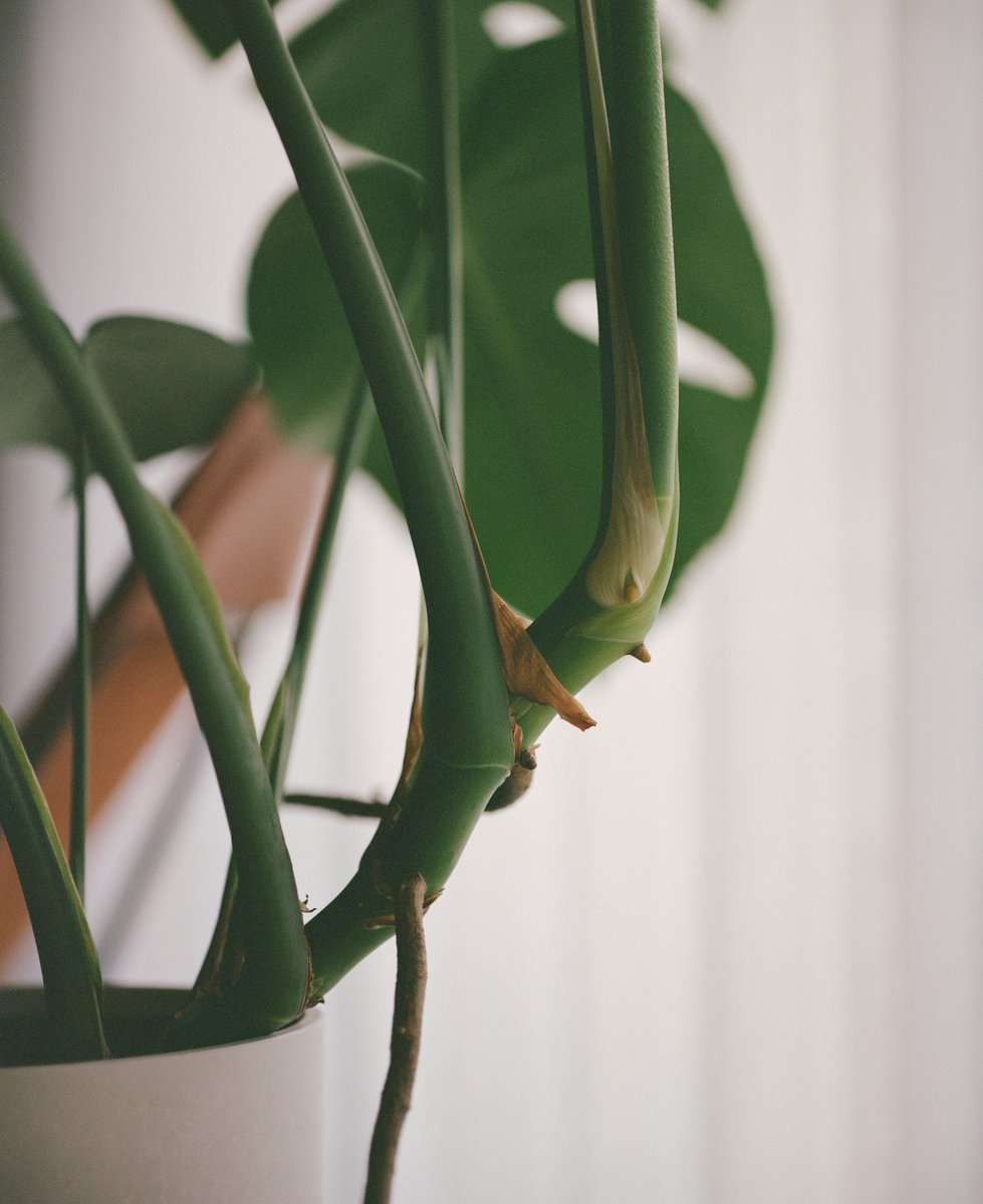 ueyasu_cam's tweet image. Days with PENTAX67II