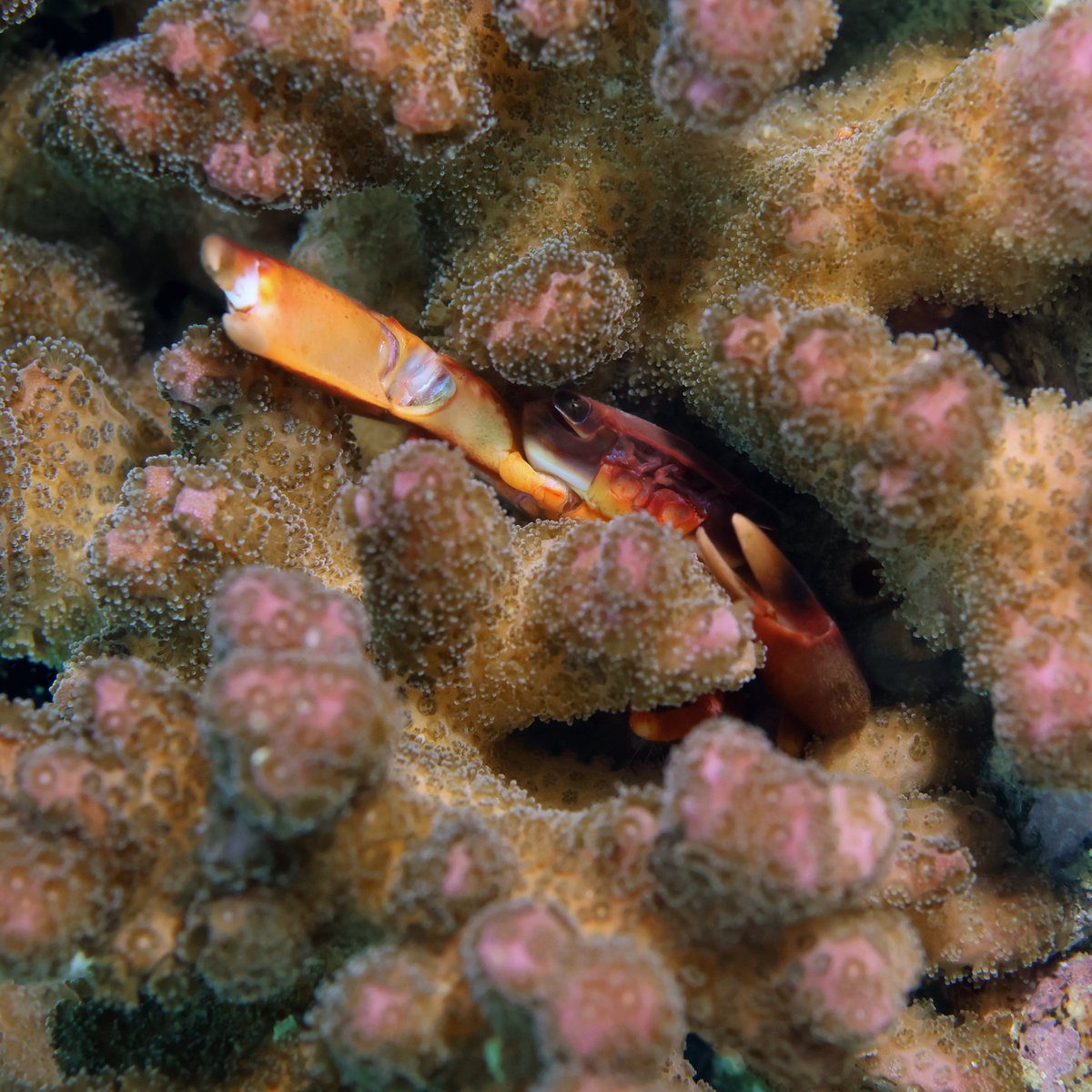 Daily Dive Pic tweet media