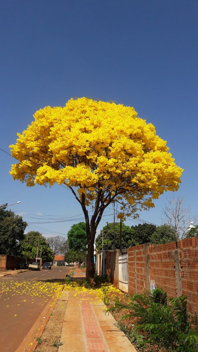 Bom dia! ☀️

O ipê-amarelo é uma das florações mais lindas que existem!
Impossível não se encantar 💛

📸pinterest