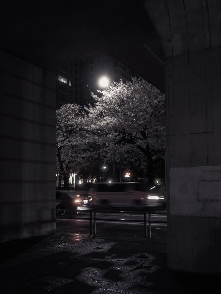 Shuncha_T's tweet photo. 横浜 × 桜 https://t.co/EhT4H81ieK
