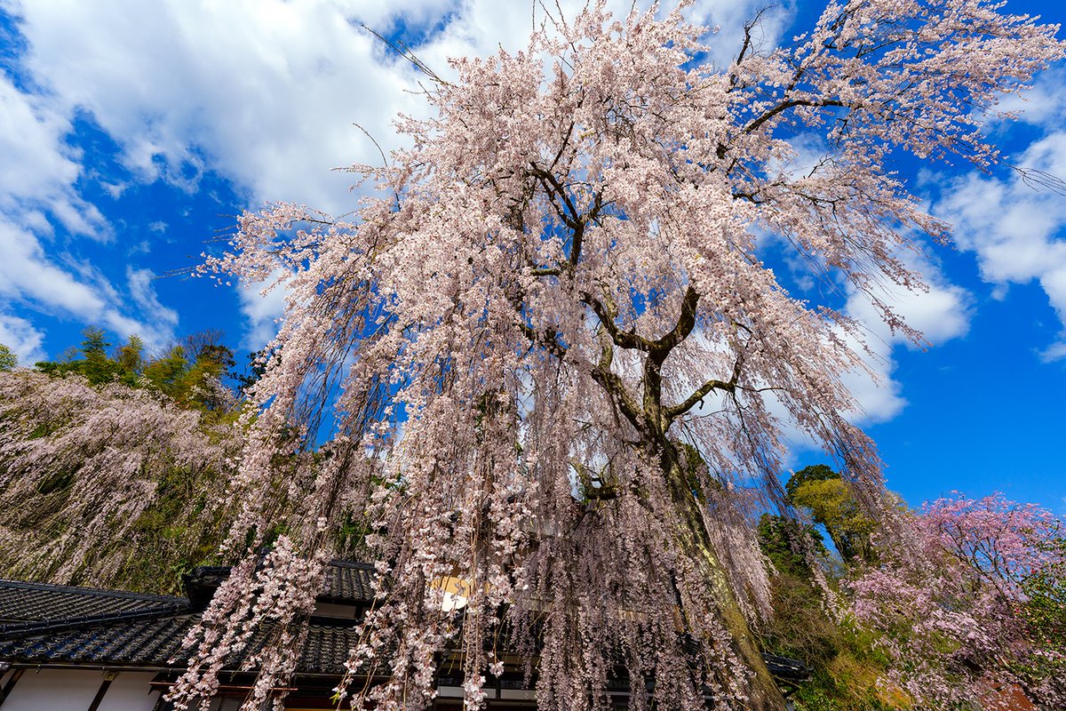 かほく市にある喜多家のしだれ桜。
実は初めて見ましたが、迫力がすごい。
まわりにもしだれ桜や桜があって、見応え十分。
個人のお宅が庭を開放しているんですね。
管理も大変なんでしょうね。

#かほく市 #石川県 #北陸 #春 #桜