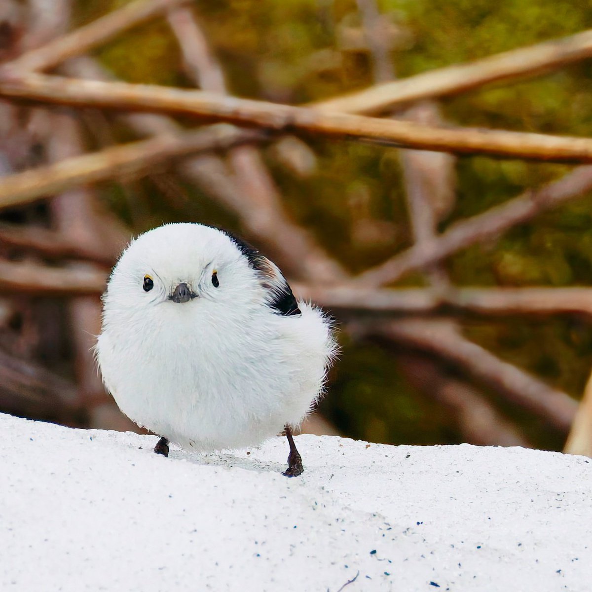 カズ@野鳥好き tweet media
