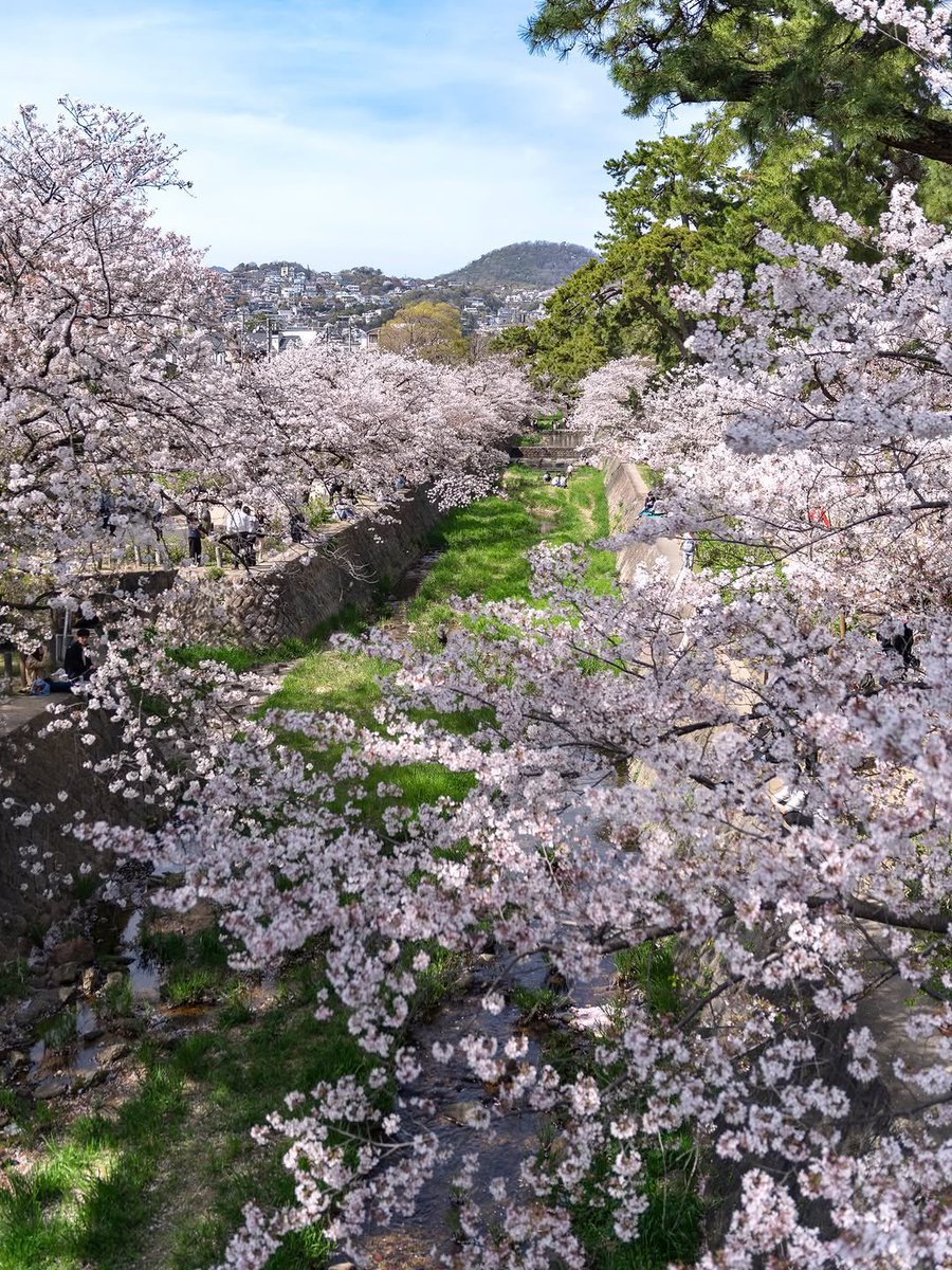 blossom. tweet media