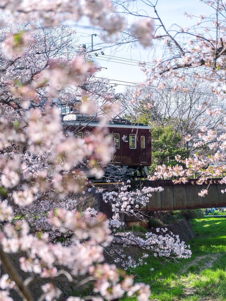 blossom. tweet media