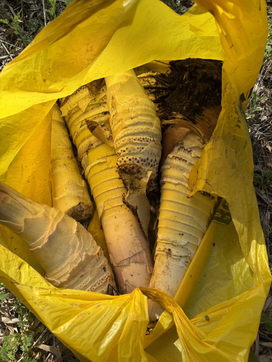 honwakadream tweet media