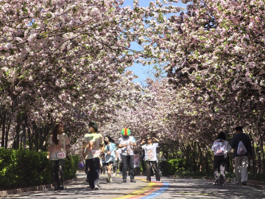 ChinaDaily's tweet image. More than 3,000 runners gathered in Baodi district, #Tianjin, on Saturday to kick off the 2026 Tianjin Baodi Sports &amp;amp; Tourism #Carnival, as a crabapple-themed Color Run painted the spring landscape in a burst of color and joy.

Set against the backdrop of blooming crabapple