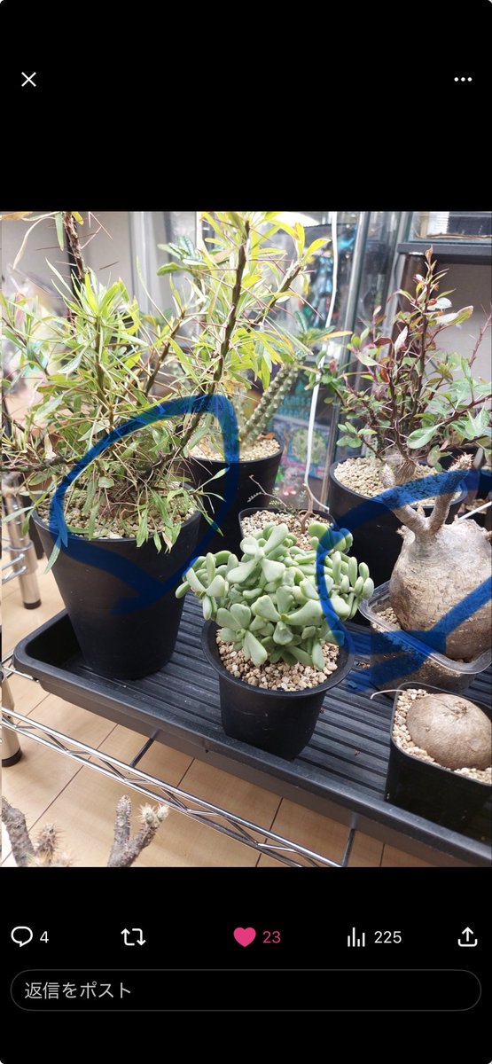 しょう🐟🪴 tweet media