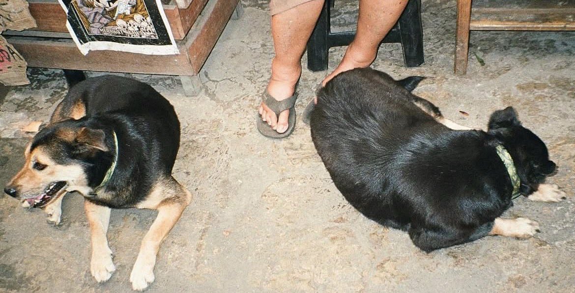 نويا شَيَاه tweet media