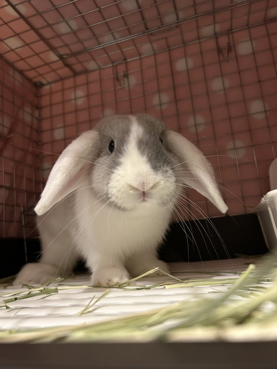 クッキー姉 tweet media