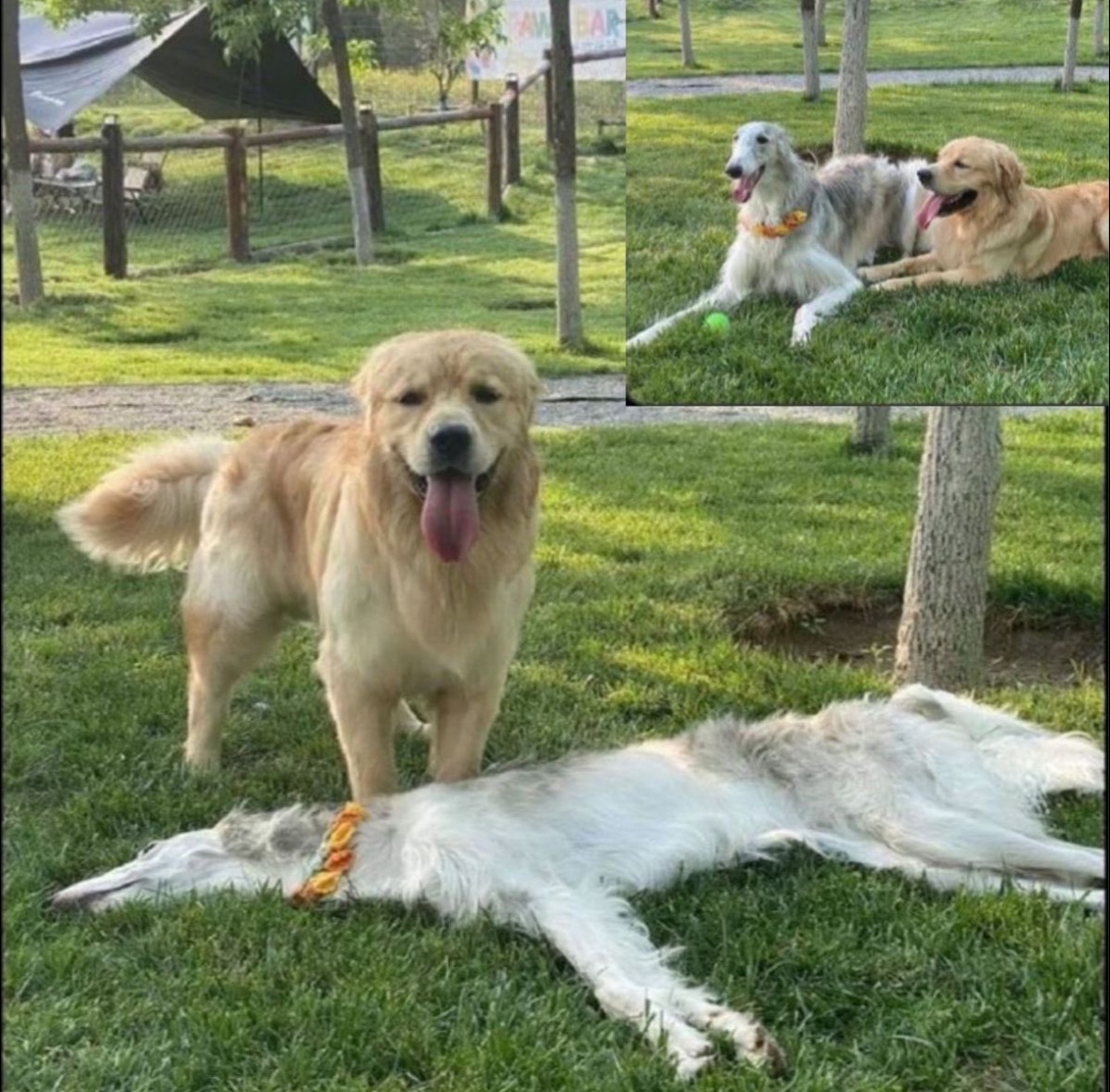 7wVy1's tweet image. 1コマでペラッペラになるボルゾイ