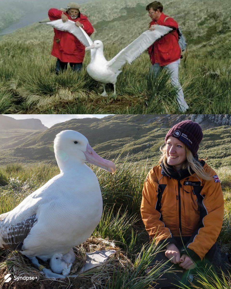 Synapse+ tweet media