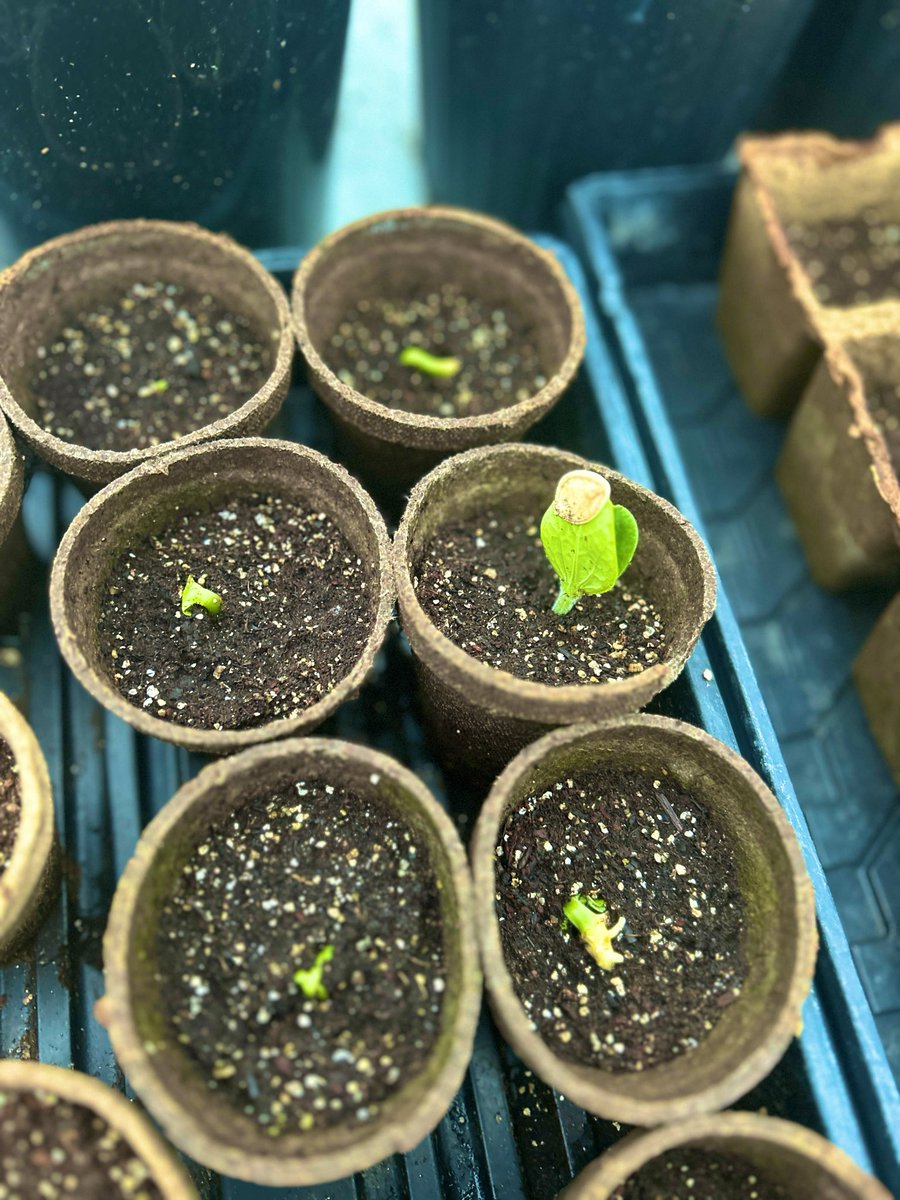 Anson Tebbetts tweet media