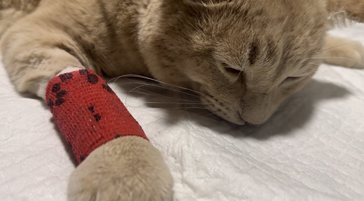 furutime_ch's tweet photo. 本日22:00から古time/chで
保護した猫を大切に育ててたが重症の糖尿病になってしまったをプレミア公開をしようと思います。
皆様が飼っているペットが急になる場合も考えられます。もしもの為にもお時間がありましたらご覧ください。
#糖尿病　#糖尿病猫　#保護猫　#動物病院　#youtube #プレミア公開 https://t.co/Ku5e9kXD1D