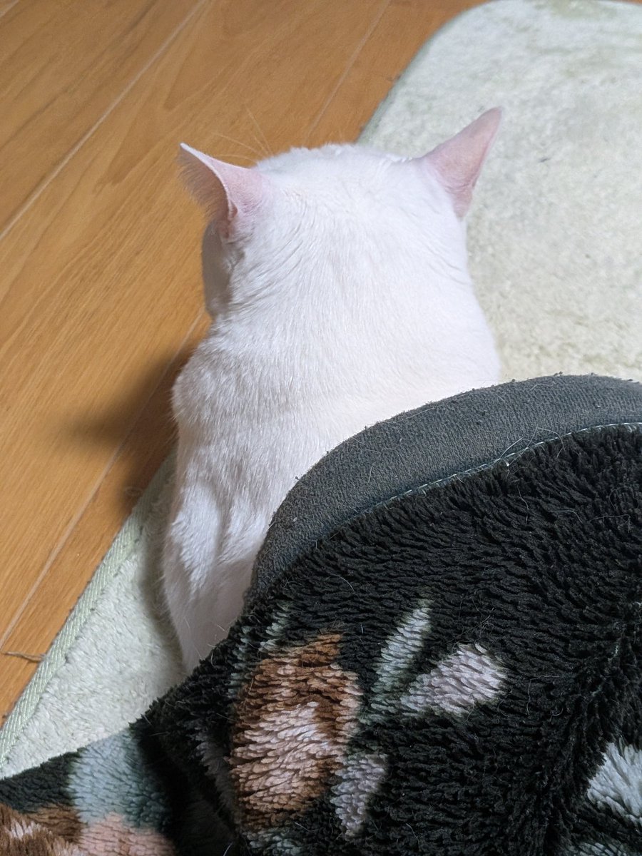 りーふさん tweet media