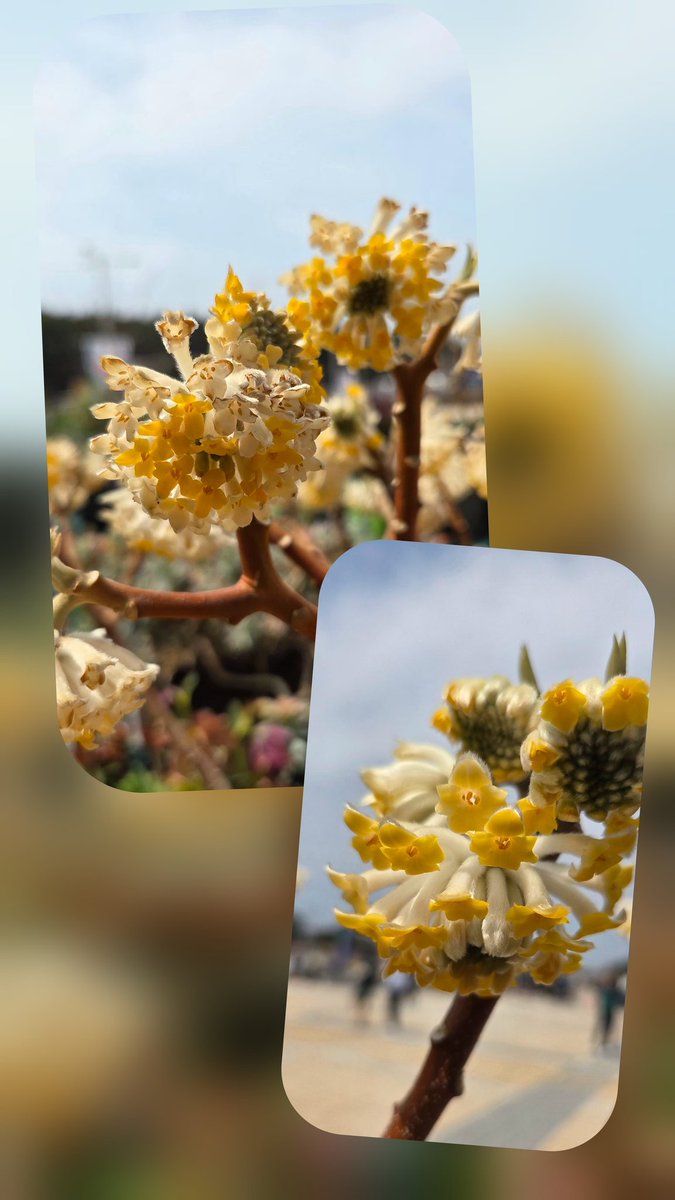 힘듦 열정
땀일 수도
슬픔 기쁨
눈물일 수도
봄날이 익어가는 지금
단비같은 마음
모두에게 응원하며
기다림에
행복을 불러봅니다

#잊기 #위로