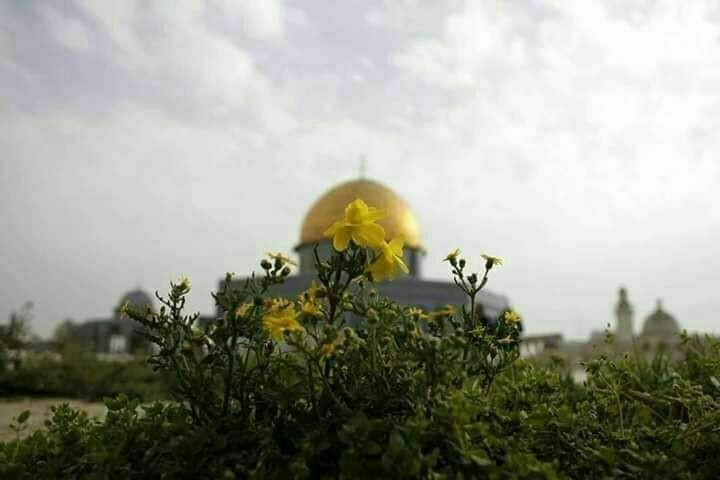 مسْك العياش 🔻 tweet media