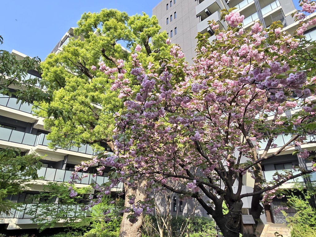 sa_mo187's tweet photo. 然も。のお庭も緑深まり、様々な花・葉が色づいてまいりました！
八重桜も見頃です🌸 https://t.co/OqGk6Pb0b9