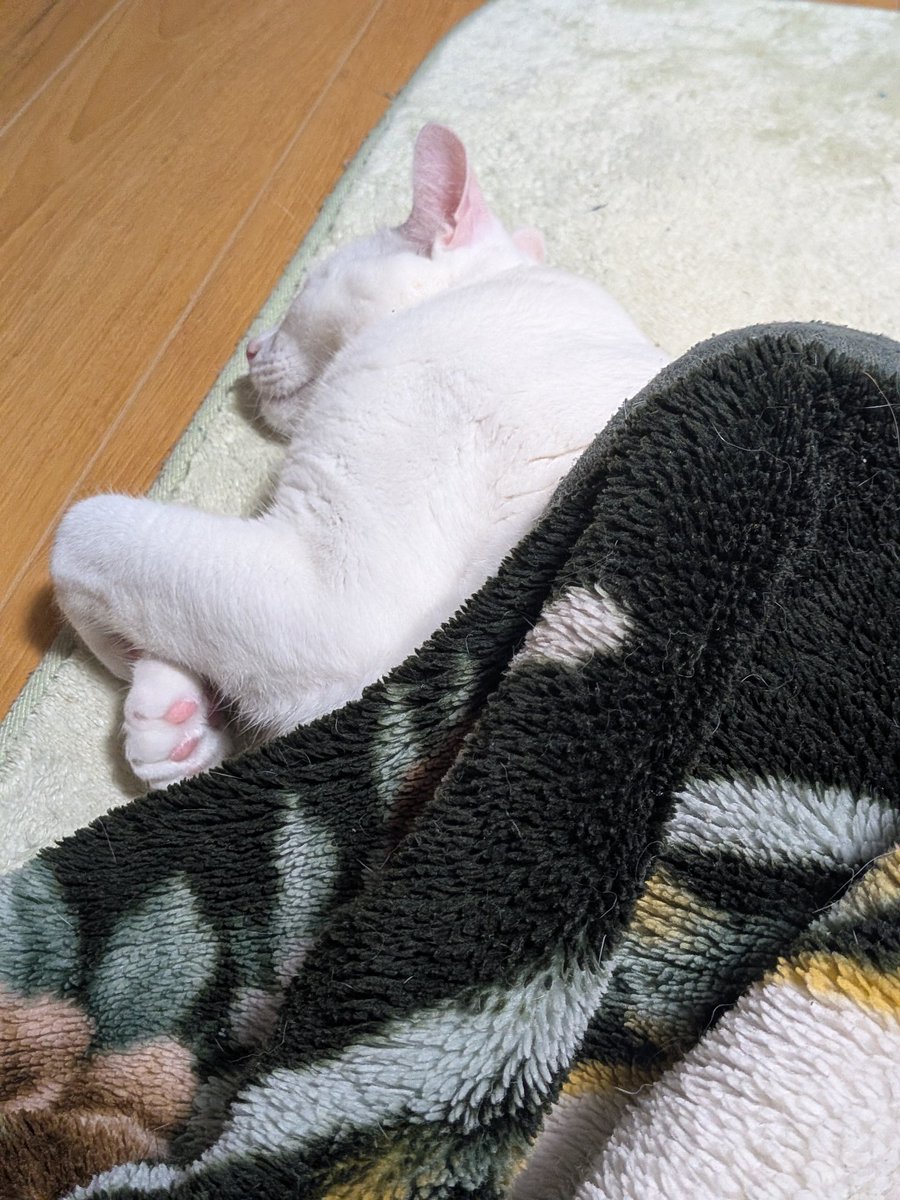 りーふさん tweet media